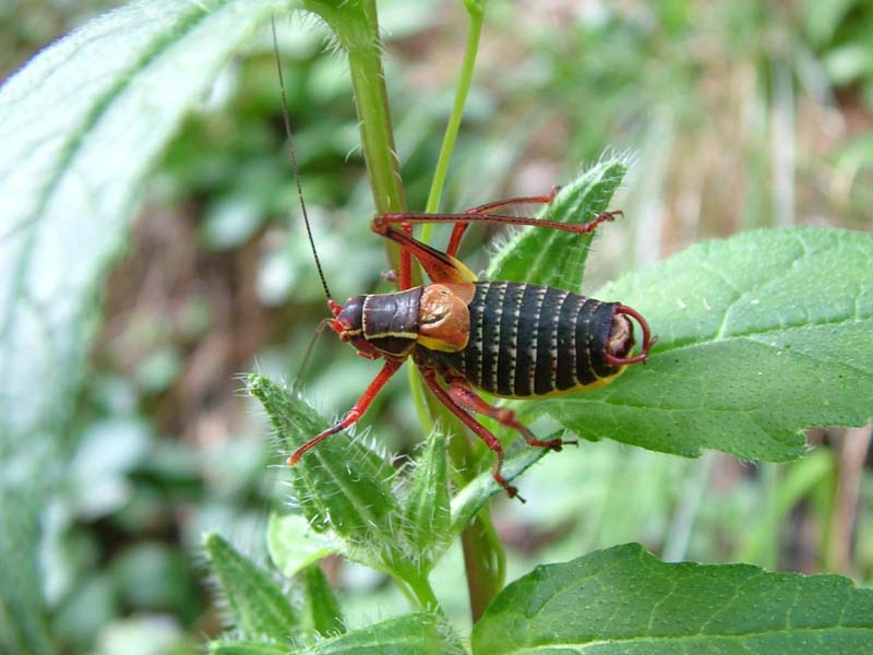 Barbitistes sp. e Ephippiger sp.